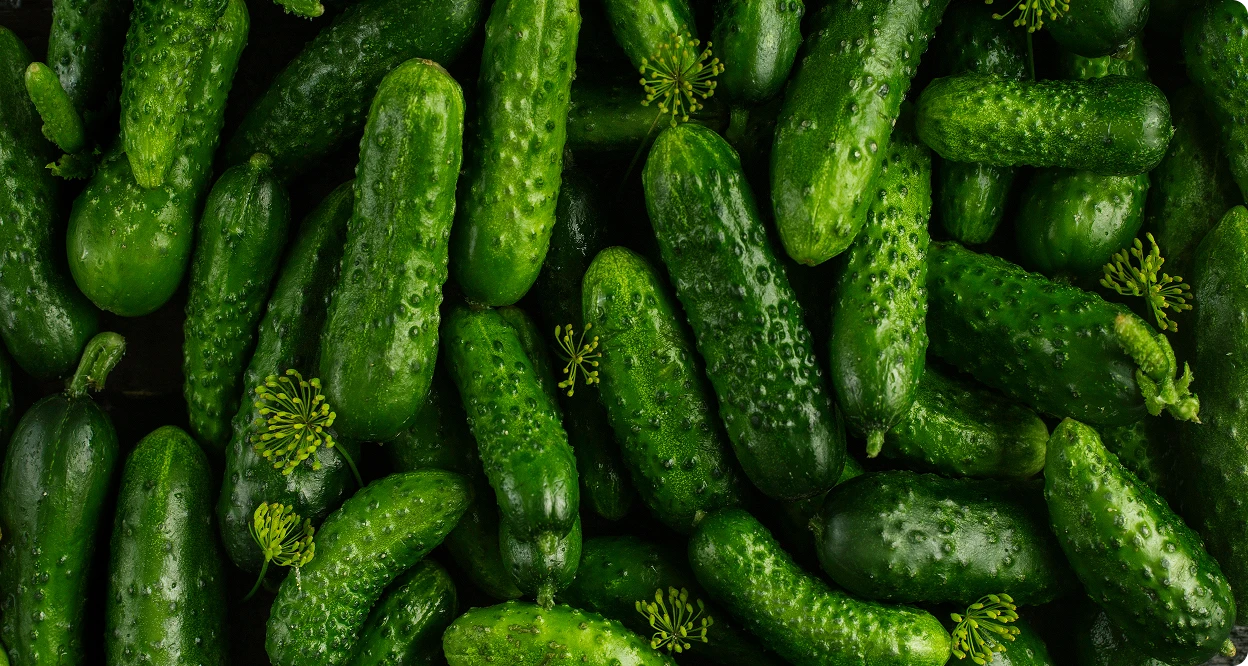Świeże ogórki wykorzystywane do produkcji przetworów